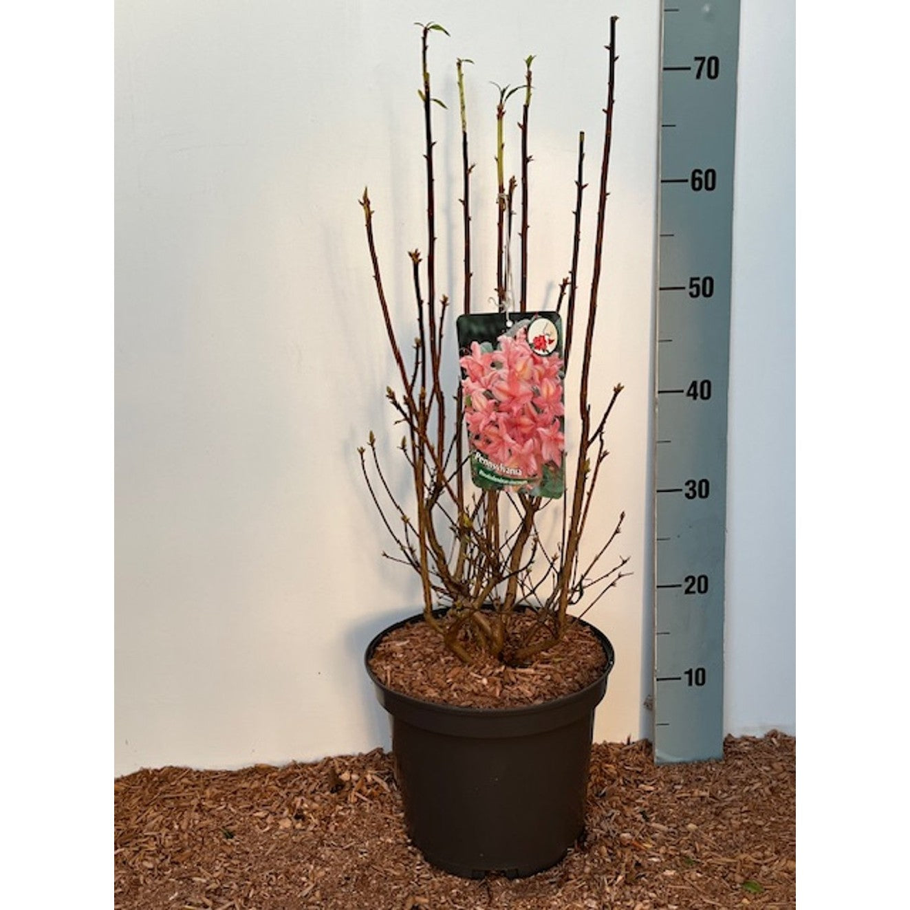 Rhododendron – Rhododendron (AV); 'Pennsylvania' - C5 40-50 CM